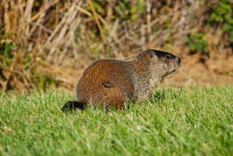 A groundhog sits in a grassy area, with its head turned slightly to the side. Its fur is a mix of brown and gray, and the surrounding background is a mix of blurred green vegetation and dry brown twigs.