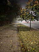 A foggy forest path at night with faint red lights glowing in the distance.