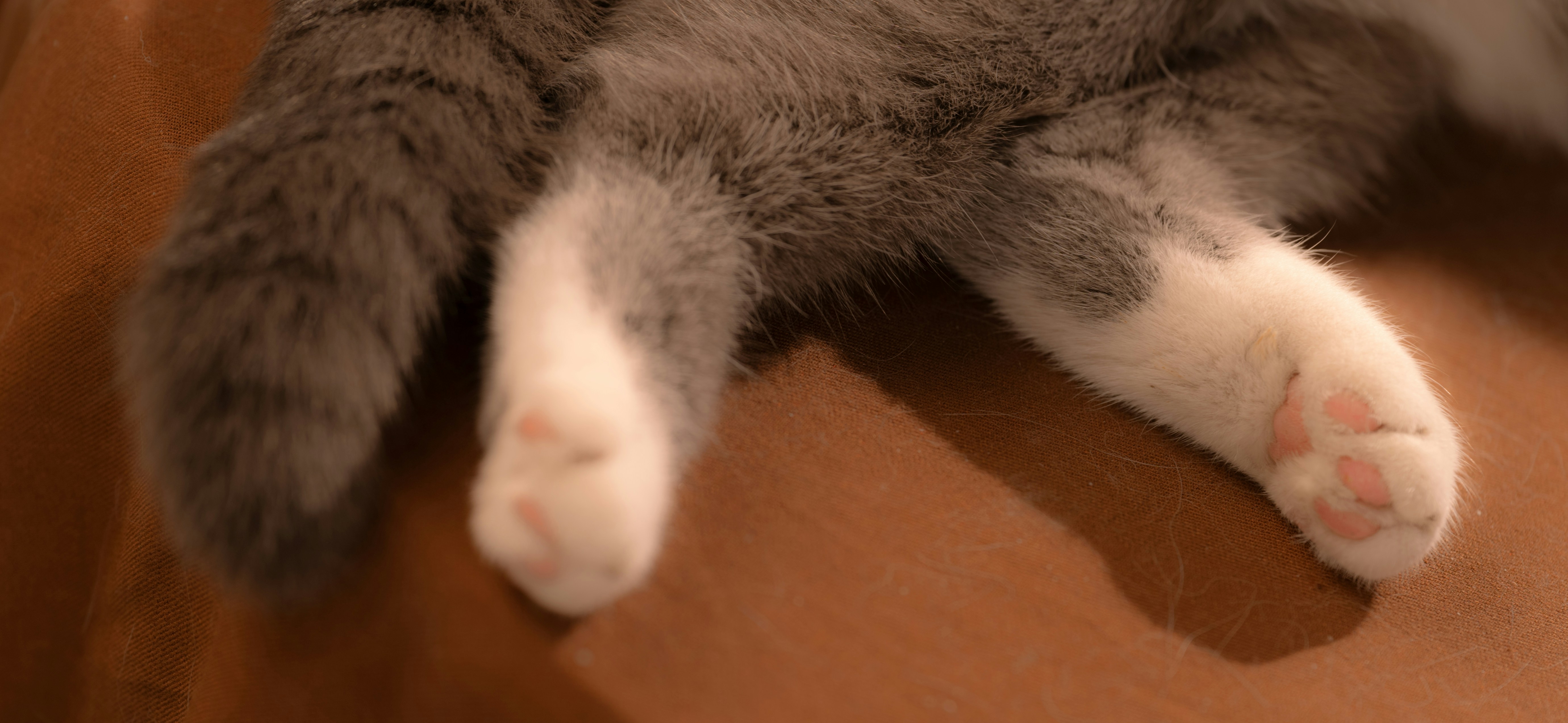 a gray cat laying on top of a brown couch