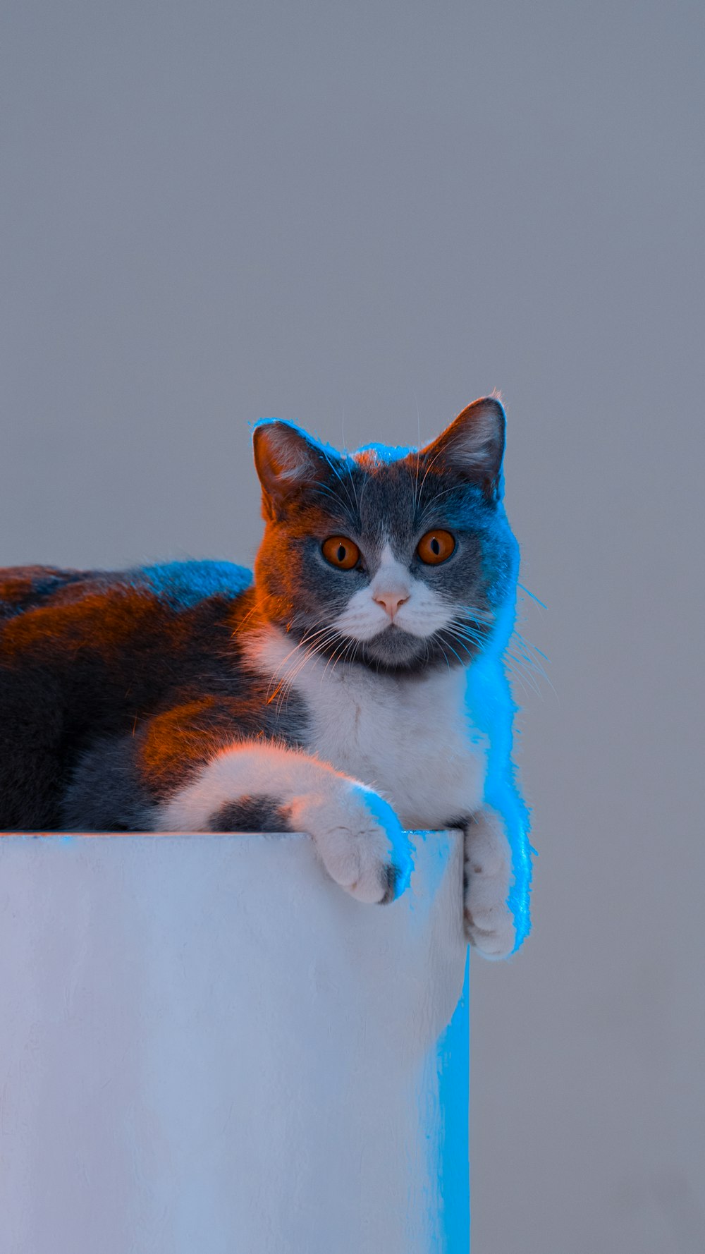 um gato sentado em cima de uma parede branca