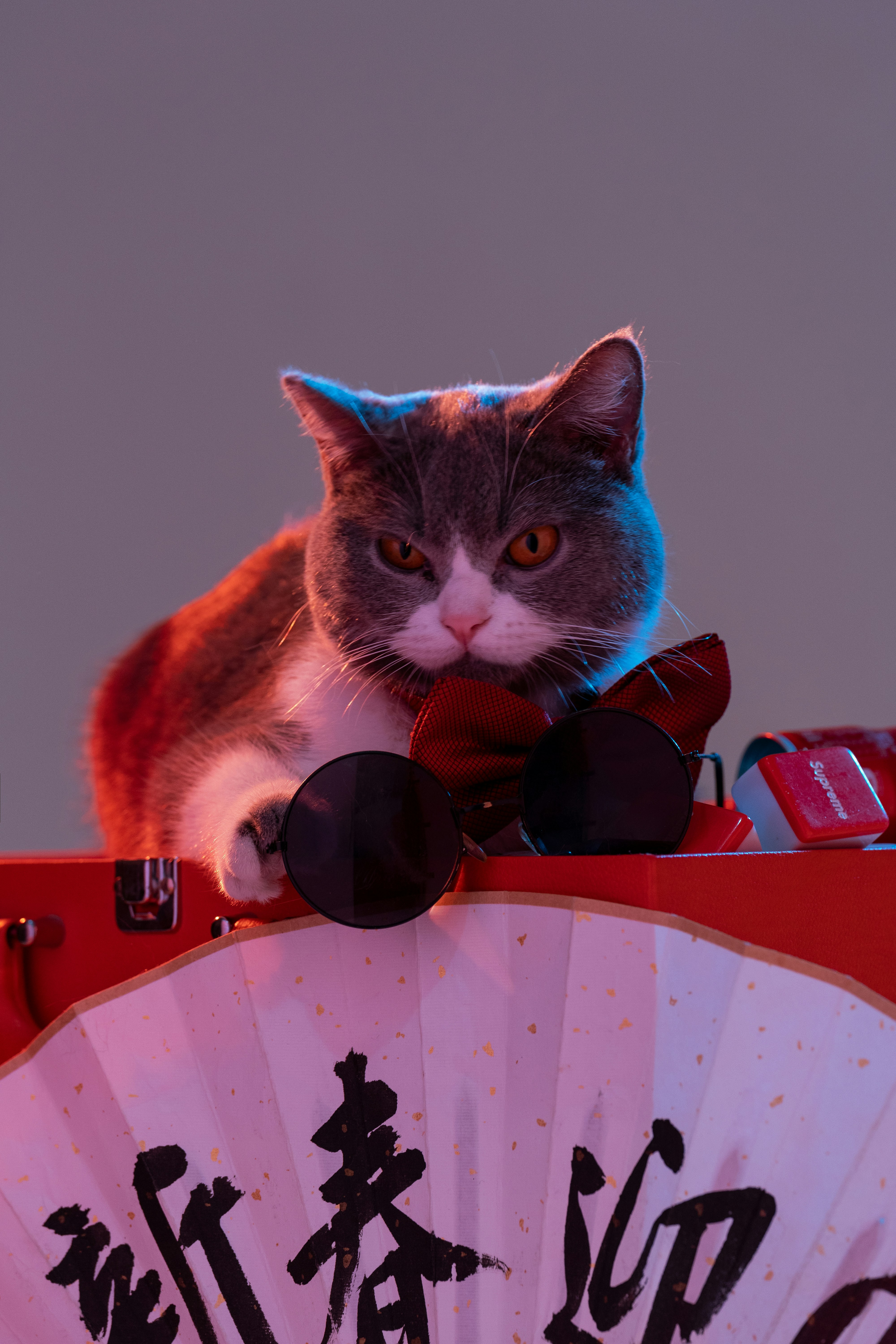 a cat sitting on top of a chinese fan