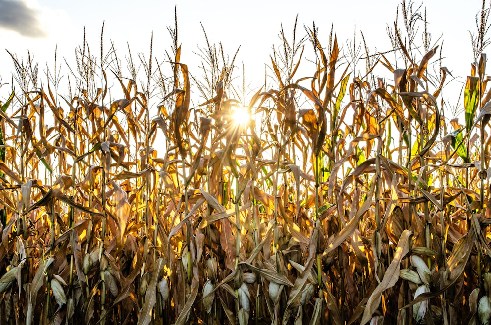 a field of corn with the sun shining through the leaves