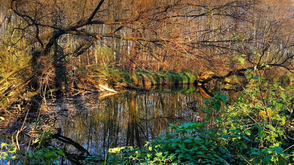 uno specchio d'acqua circondato da alberi e cespugli