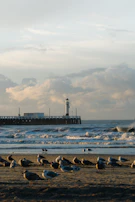 A sandy beach with numerous seagulls gathered near the shore. Gentle waves roll onto the beach, and a lighthouse stands on a pier extending into the sea. The sky is partly cloudy with a soft, warm glow from the setting sun.