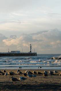 A sandy beach with numerous seagulls gathered near the shore. Gentle waves roll onto the beach, and a lighthouse stands on a pier extending into the sea. The sky is partly cloudy with a soft, warm glow from the setting sun.