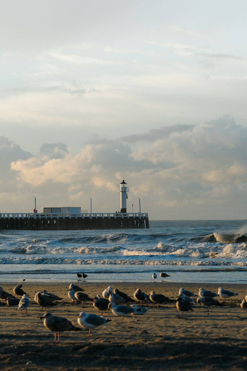 uno stormo di gabbiani in piedi su una spiaggia vicino all'oceano