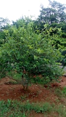 A lush, healthy tree newly planted in a suburban garden.