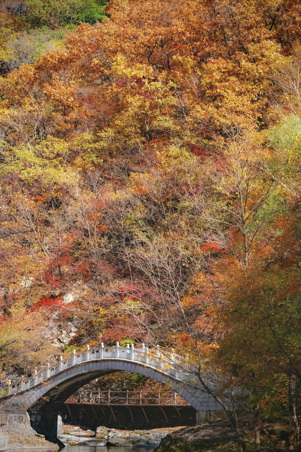 uma ponte sobre um rio cercado por árvores