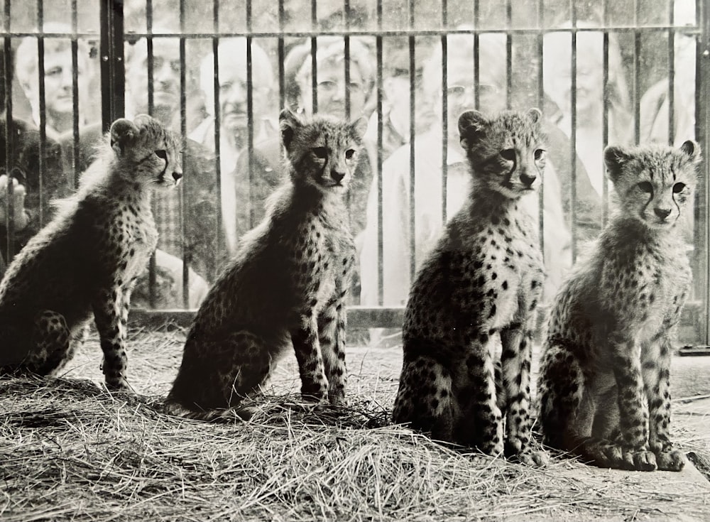 a group of three cheetah cubs sitting next to each other