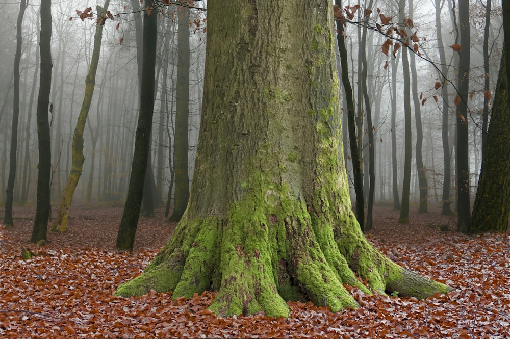 un arbre moussu au milieu d’une forêt