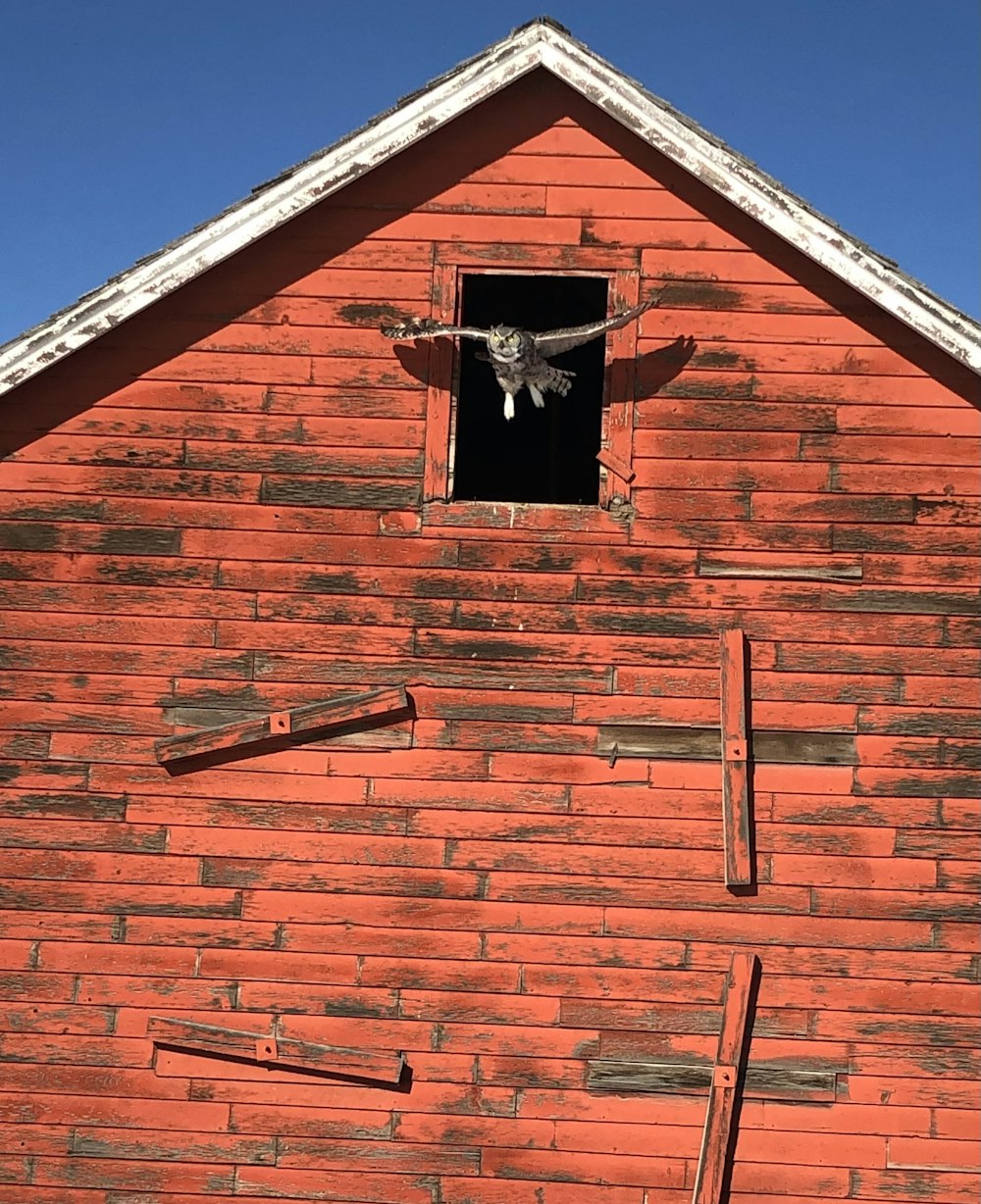 a red brick building with a window and a cow skull on it