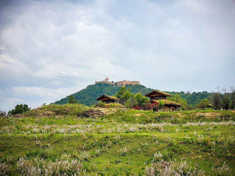 a grassy field with a hill in the background