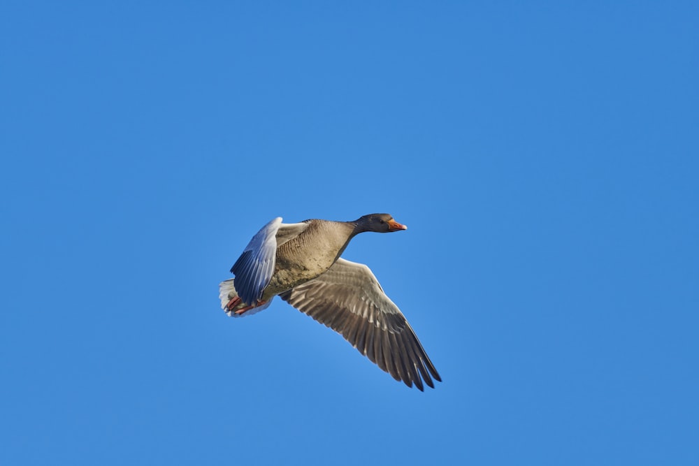 a duck flying through a blue sky on a sunny day