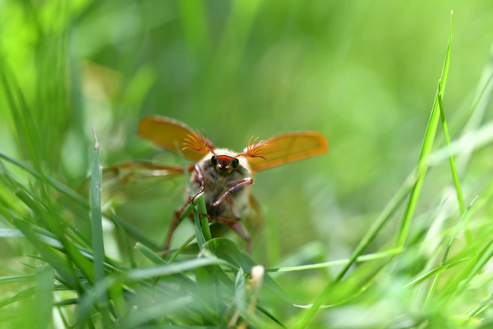 a close up of a small insect on some grass