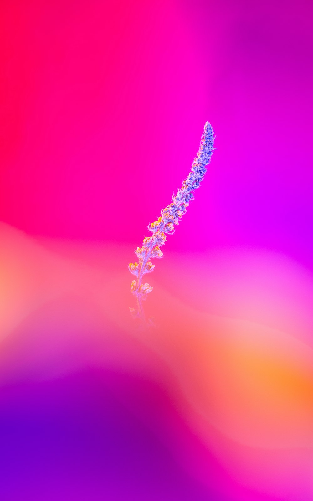 a purple and pink background with a flower on it