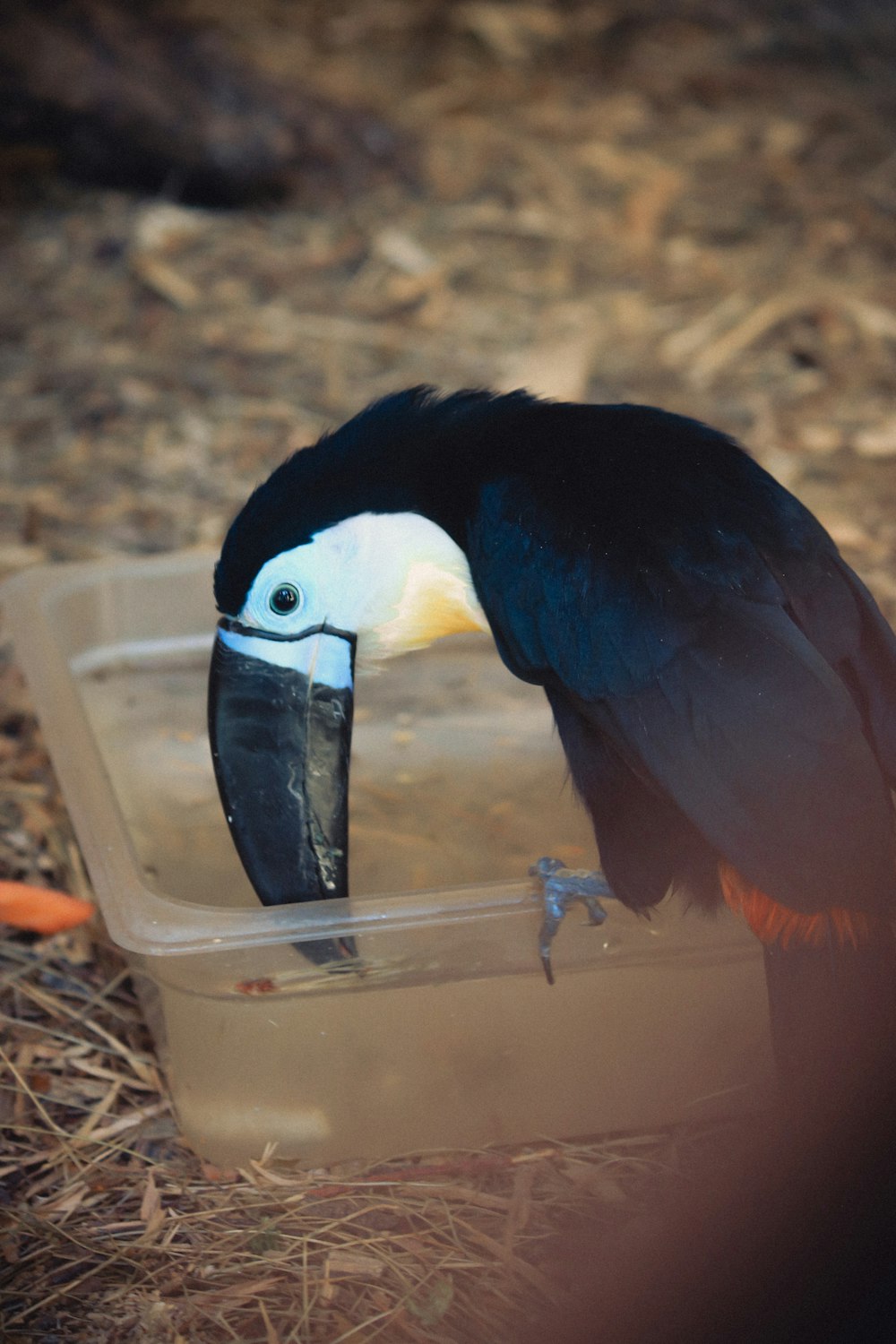 a black and white bird with a beak in a plastic container