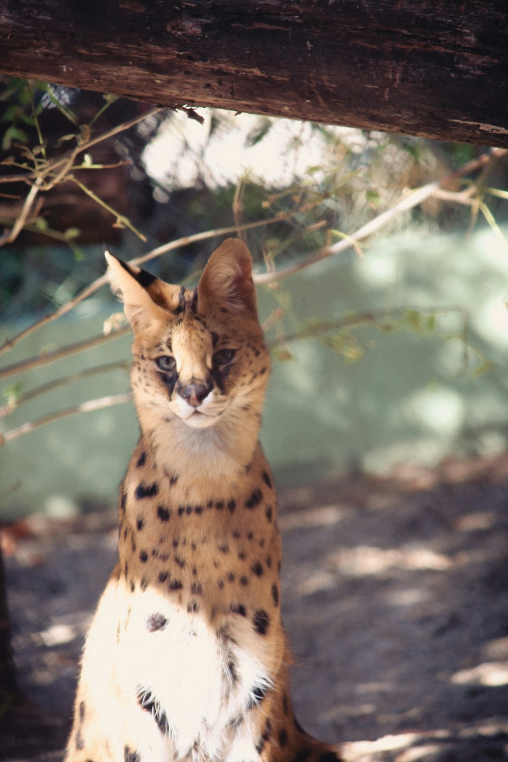 a close up of a cat sitting under a tree