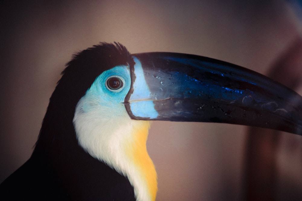 a close up of a toucan with a blue and yellow beak