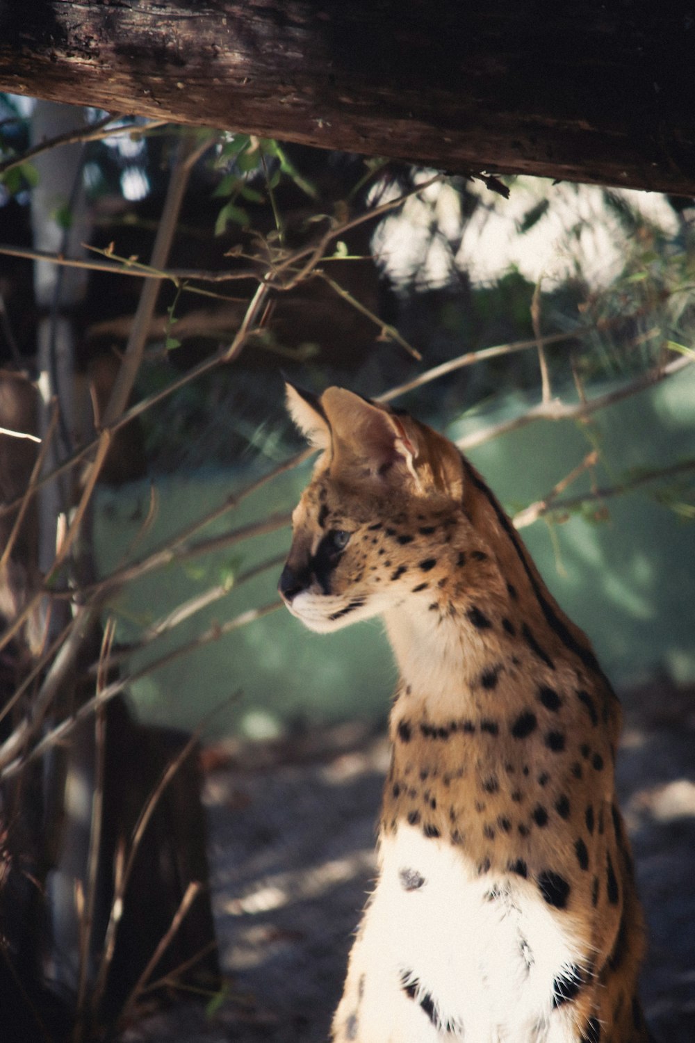 a close up of a cat near a tree