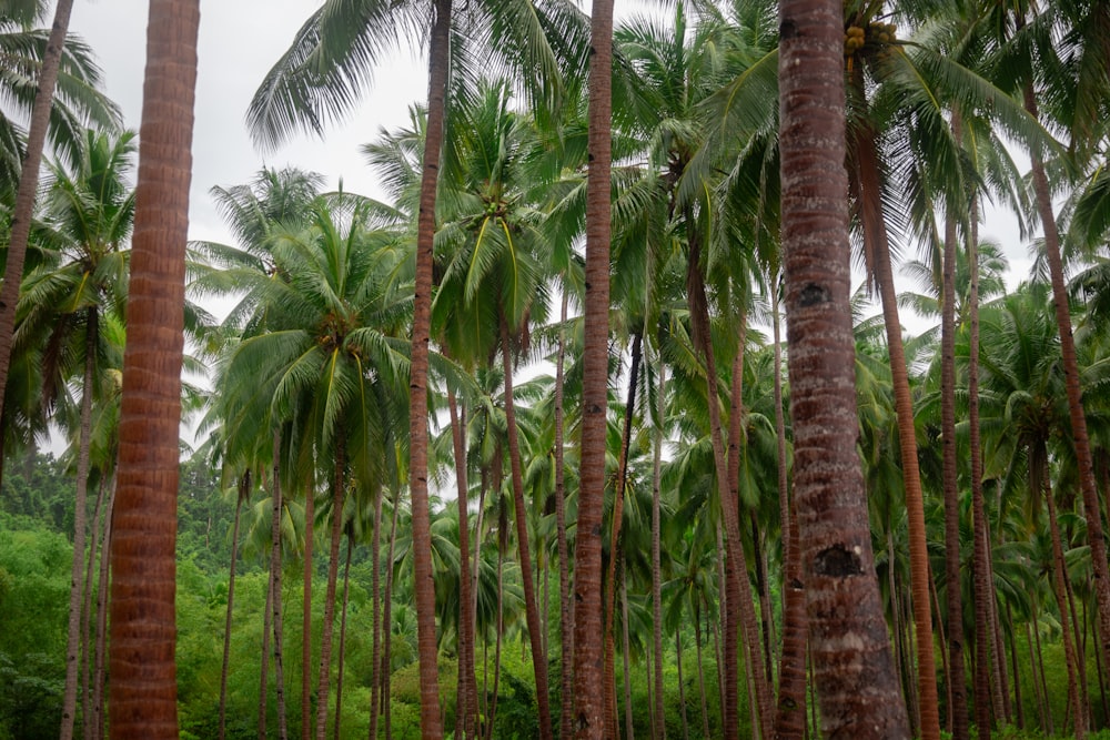 a group of palm trees in a forest