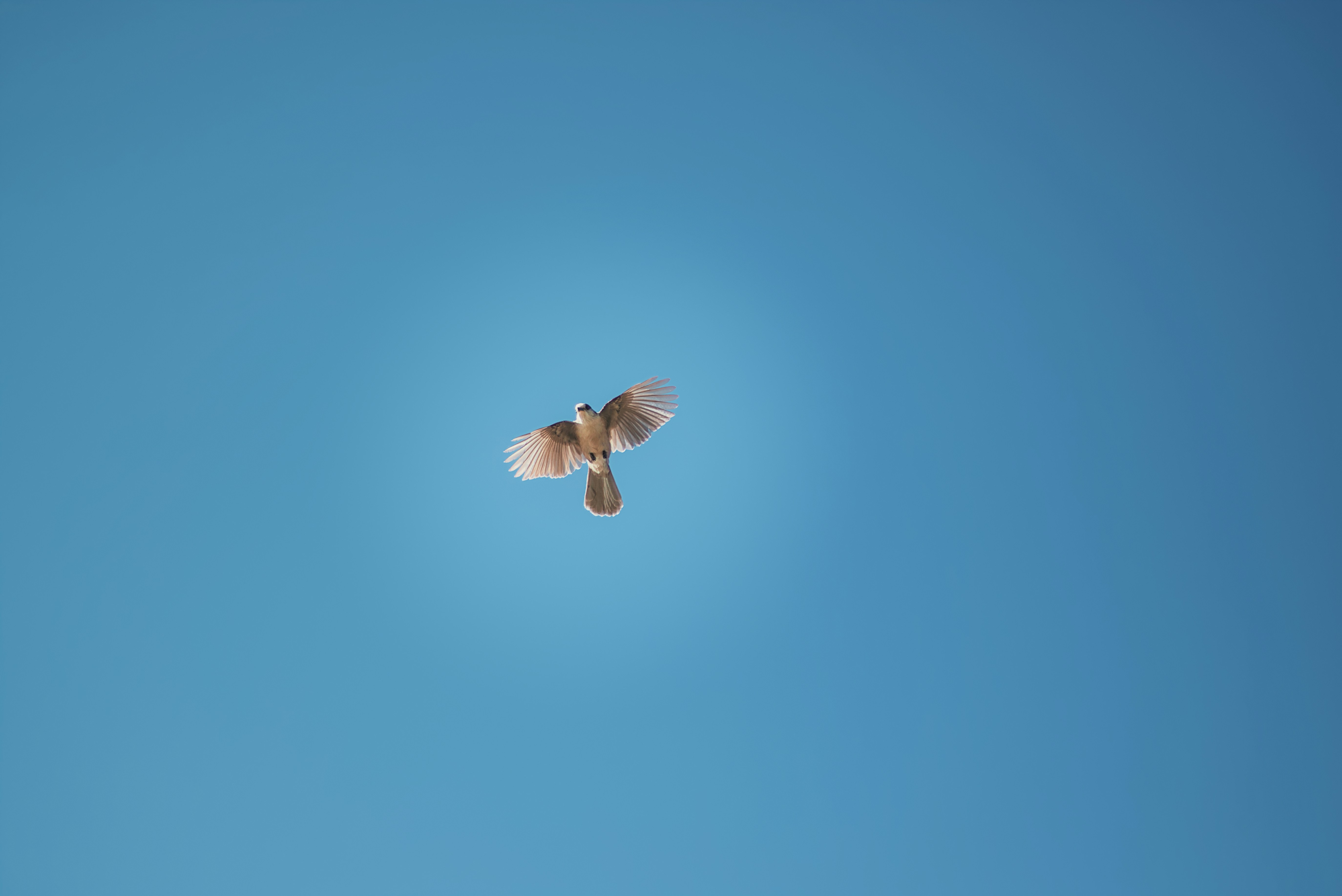 Photo by dcanadianphotographer