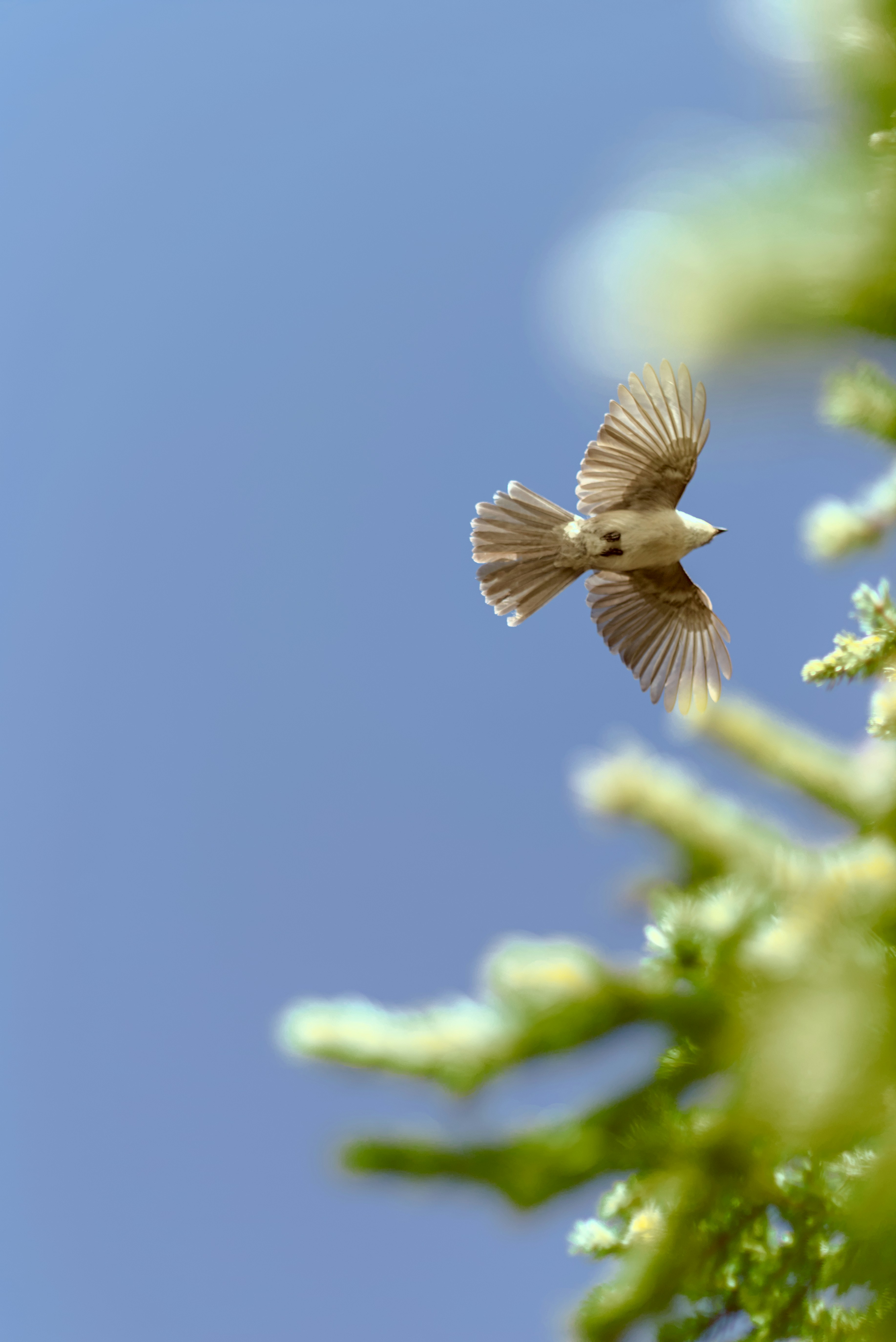 Photo by dcanadianphotographer