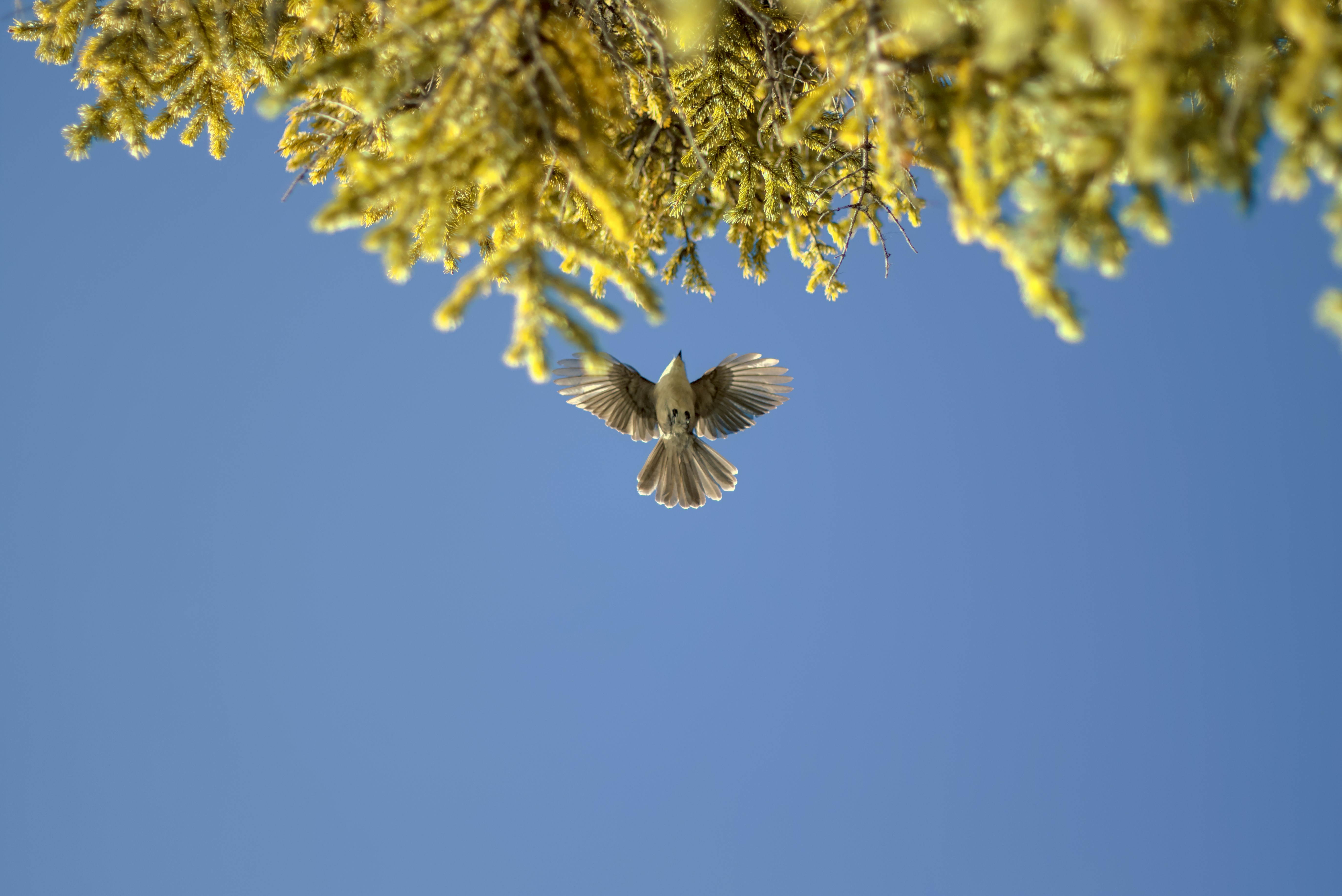 un pájaro volando en el aire cerca de un árbol