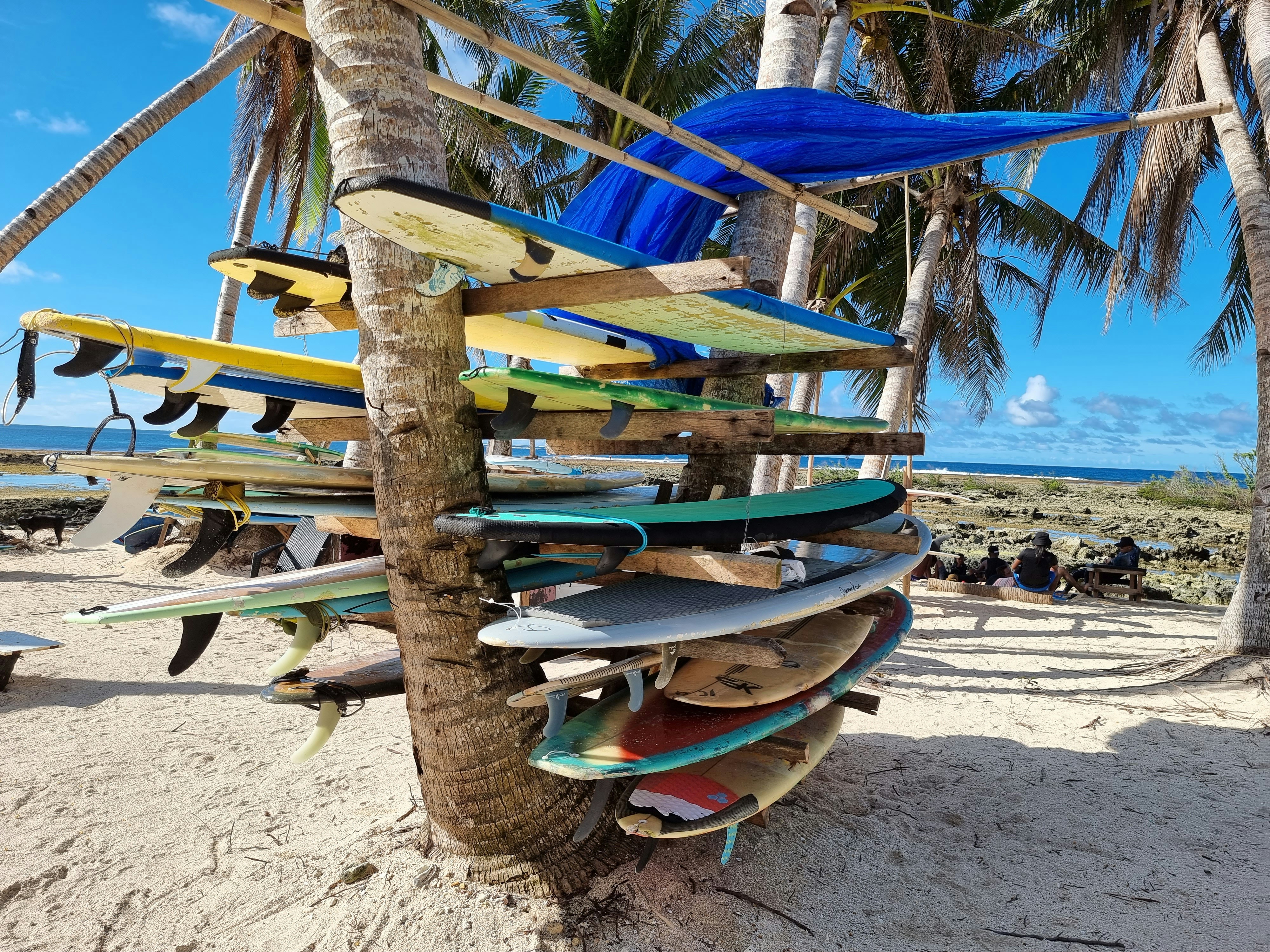 a bunch of surfboards that are on a tree