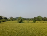 Lush green fields of Kanvir Farm under a clear blue sky.