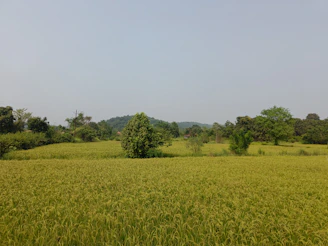 Lush green fields where janggelan plants grow abundantly under a clear blue sky