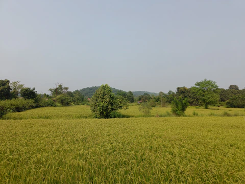 Lush green fields stretching across rolling hills with cattle in the distance.