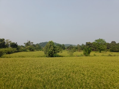 Lush green fields of Kanvir Farm under a clear blue sky.