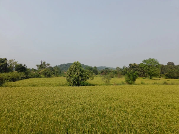 Lush green fields where janggelan plants grow abundantly under a clear blue sky