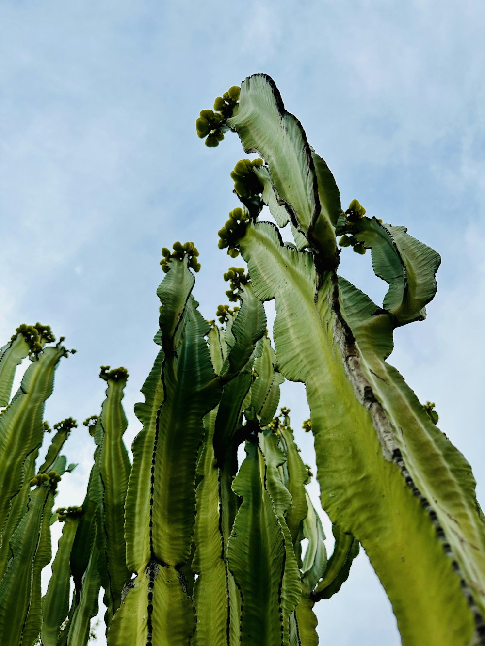 a large green plant with lots of leaves