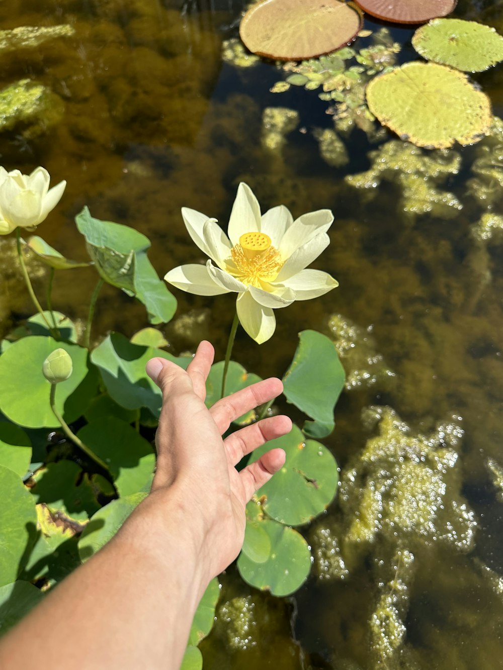 a hand reaching for a flower in a pond