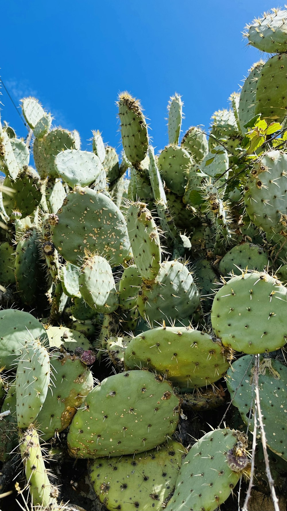 a large group of cactus plants on a sunny day