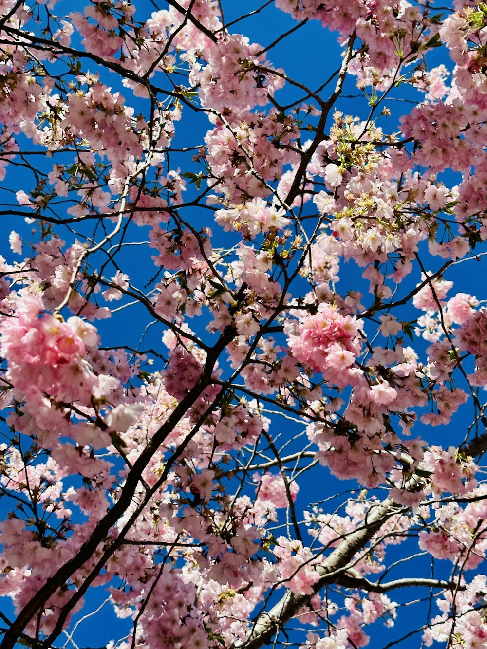 pink flowers are blooming on the branches of a tree