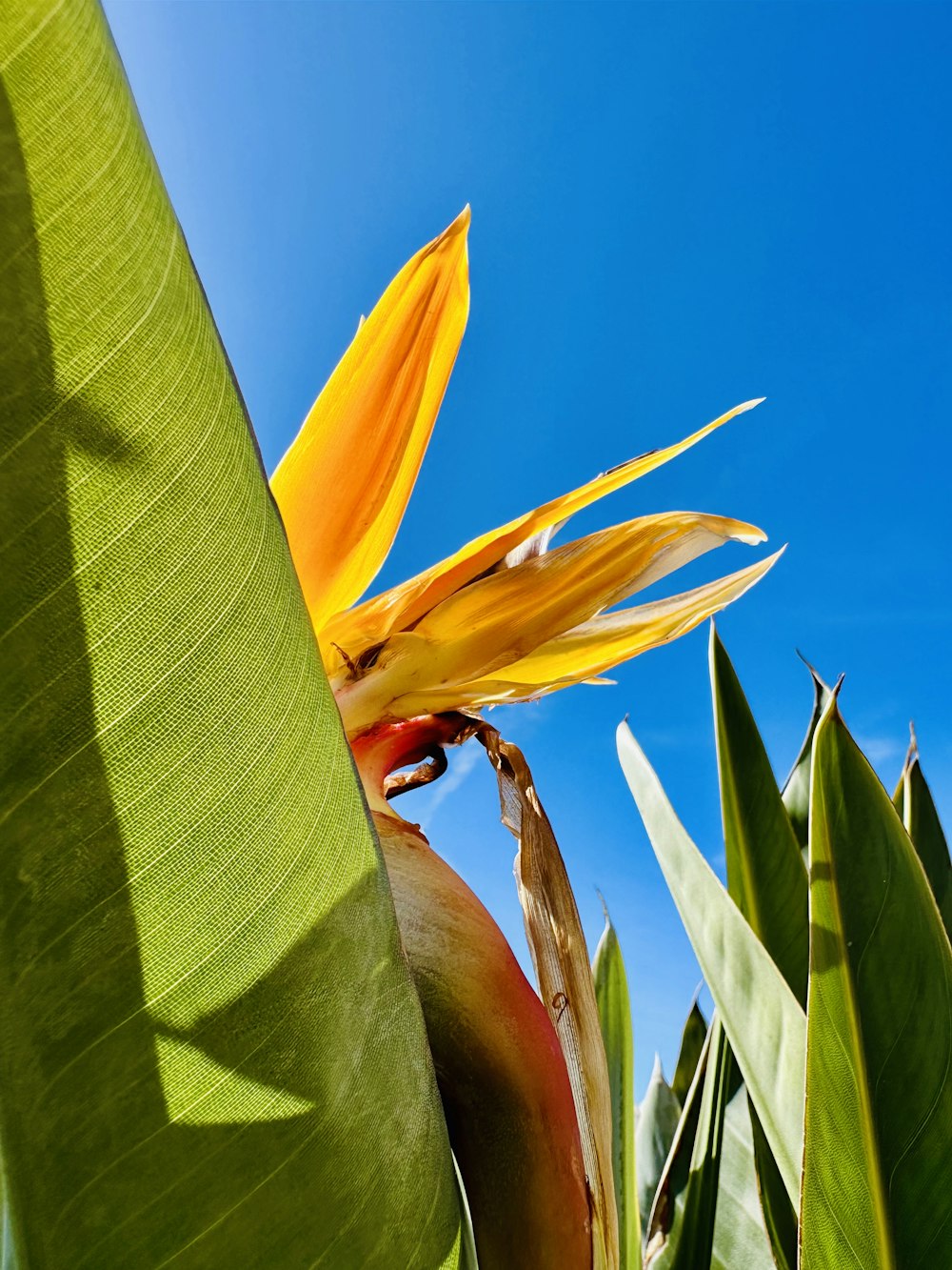 eine große gelbe Blume, die auf einer üppig grünen Pflanze sitzt