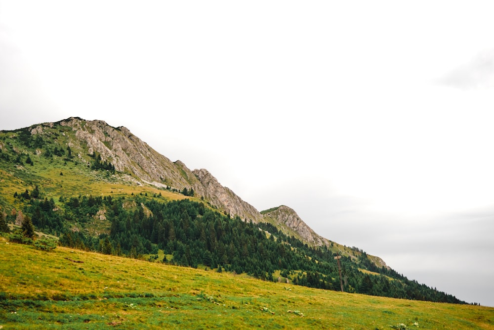 a grassy field with a mountain in the background