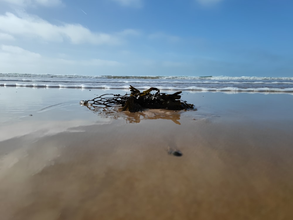 a beach that has a bunch of debris on it