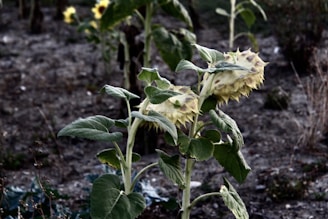 Withered sunflowers stand against a dry, barren background, their heads drooping and leaves showing signs of wilting. The soil appears parched and the overall scene conveys a sense of desolation.