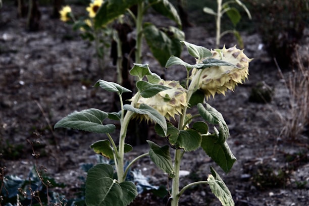 Withered sunflowers stand against a dry, barren background, their heads drooping and leaves showing signs of wilting. The soil appears parched and the overall scene conveys a sense of desolation.