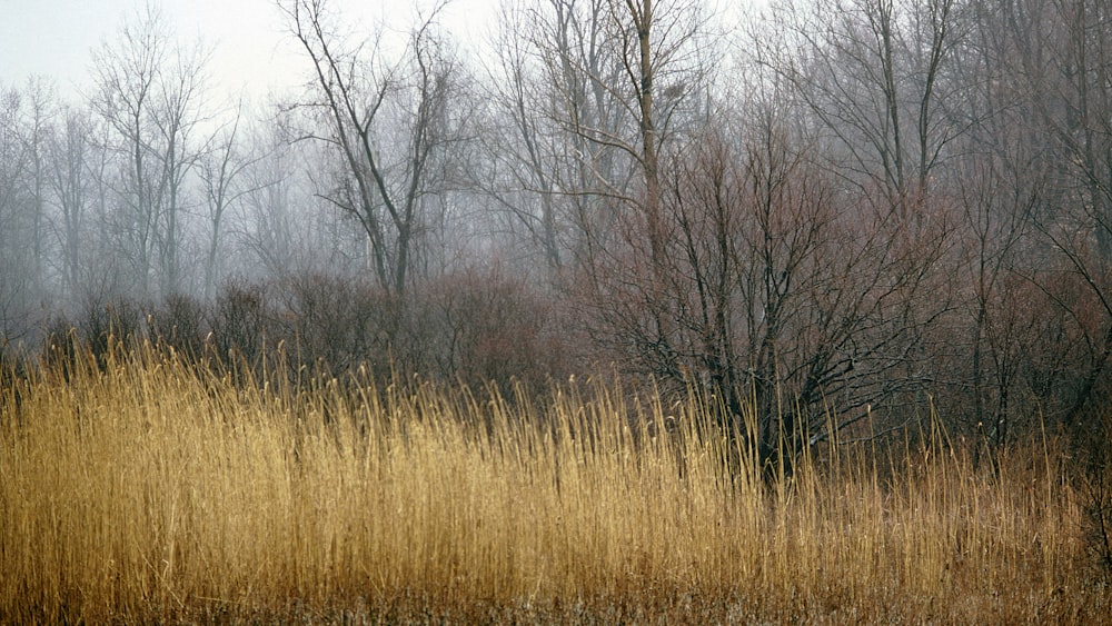 a field with tall grass and trees in the background