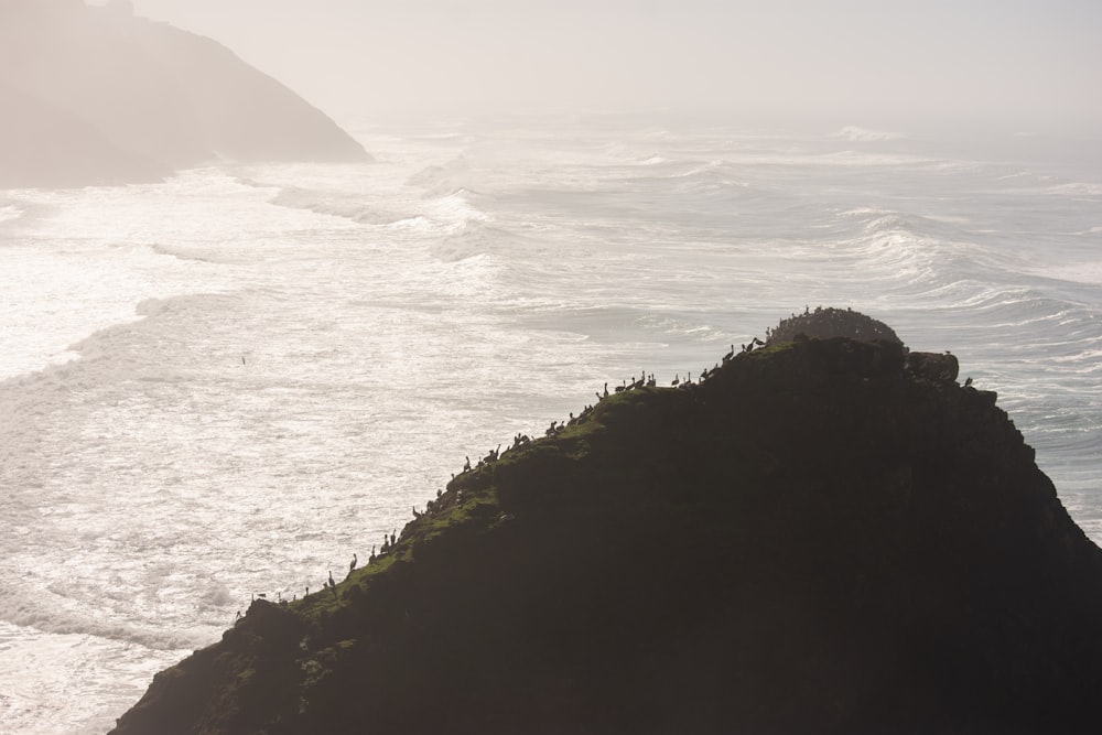 a group of birds sitting on top of a rock near the ocean