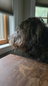 A shaggy dog is sitting at a wooden table, looking out of a nearby window. The scene includes portions of indoor window frames and partially open window blinds. The dog appears to be in a contemplative state, possibly watching something outside.