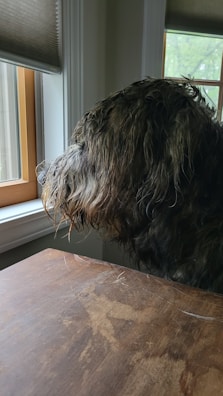 A shaggy dog is sitting at a wooden table, looking out of a nearby window. The scene includes portions of indoor window frames and partially open window blinds. The dog appears to be in a contemplative state, possibly watching something outside.