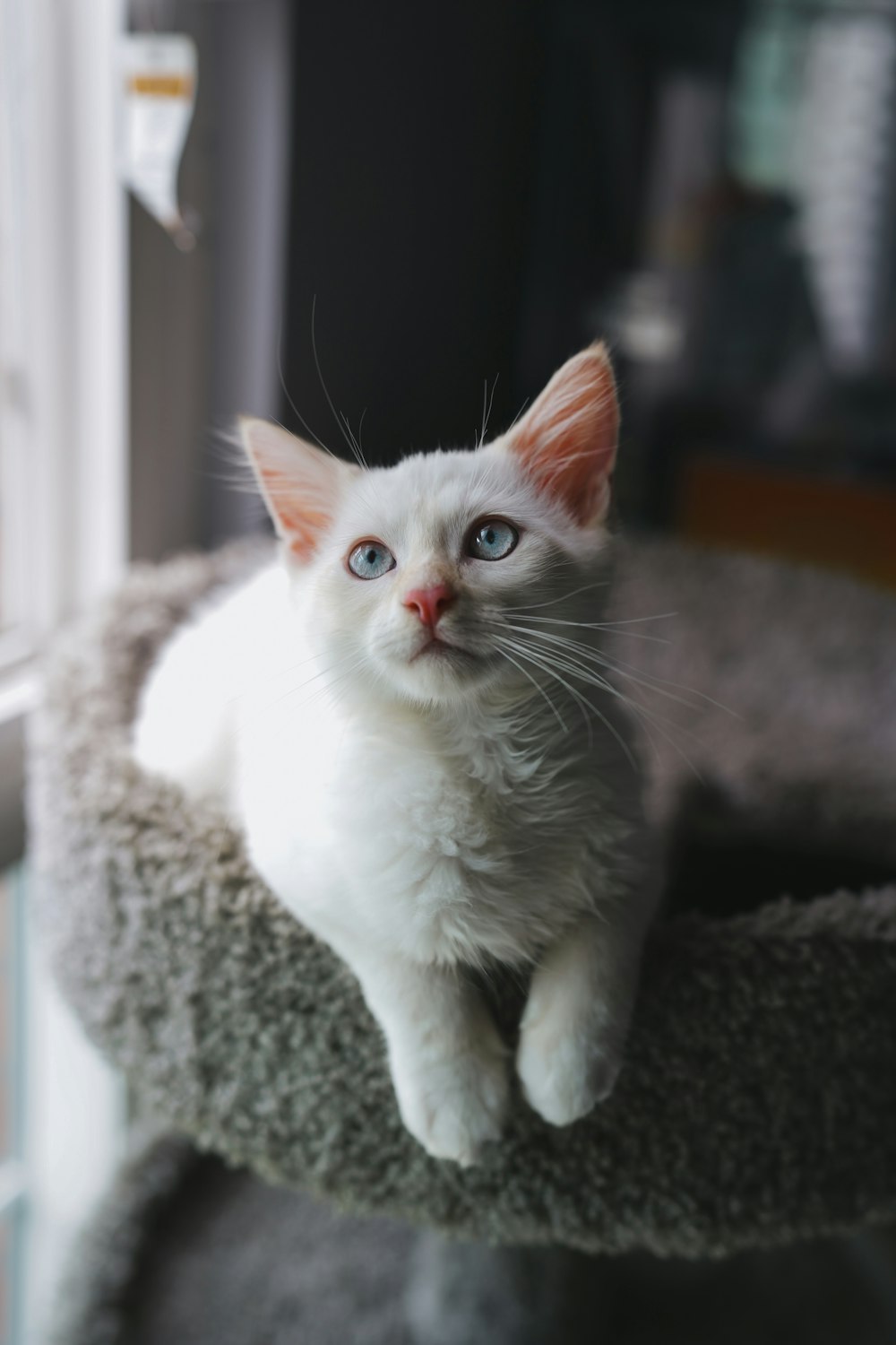 a white cat sitting on top of a cat tree