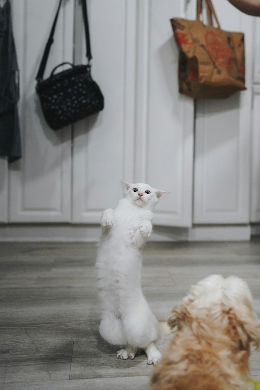 a white cat standing on its hind legs in front of a dog