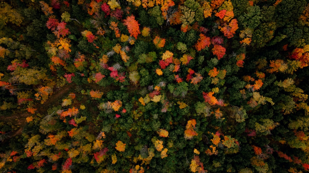 an aerial view of a forest with lots of trees