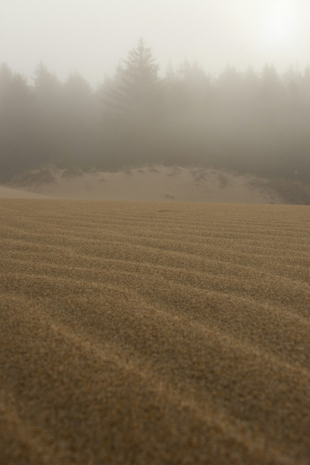 una duna de arena con árboles al fondo